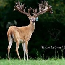 Triple Crown